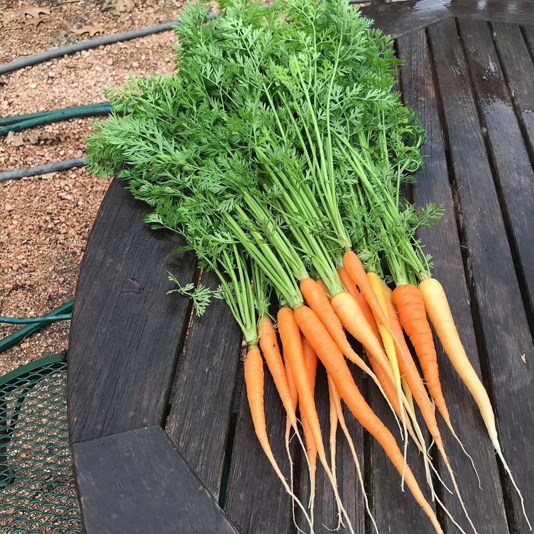 胡萝卜-保质期最长的蔬菜